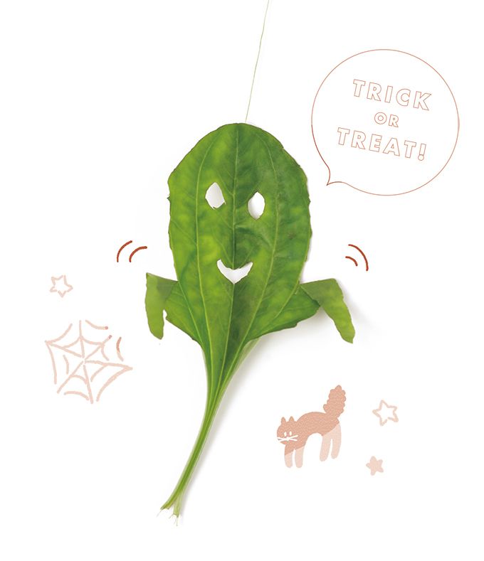 【ハロウィンを葉っぱで手づくり】「オオバコの葉」で手づくりおばけ♪ 手で切ったり穴を開けるだけでできあがり！の画像1
