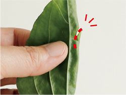 【ハロウィンを葉っぱで手づくり】「オオバコの葉」で手づくりおばけ♪ 手で切ったり穴を開けるだけでできあがり！の画像4