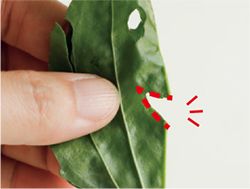 【ハロウィンを葉っぱで手づくり】「オオバコの葉」で手づくりおばけ♪ 手で切ったり穴を開けるだけでできあがり！の画像5
