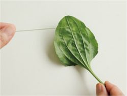 【ハロウィンを葉っぱで手づくり】「オオバコの葉」で手づくりおばけ♪ 手で切ったり穴を開けるだけでできあがり！の画像3