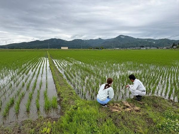 入社3年目の女性社員が醸す初めての挑戦！新品種「なつひめ」を100%使用した雪椿酒造の「純米大吟醸 し・し・し」