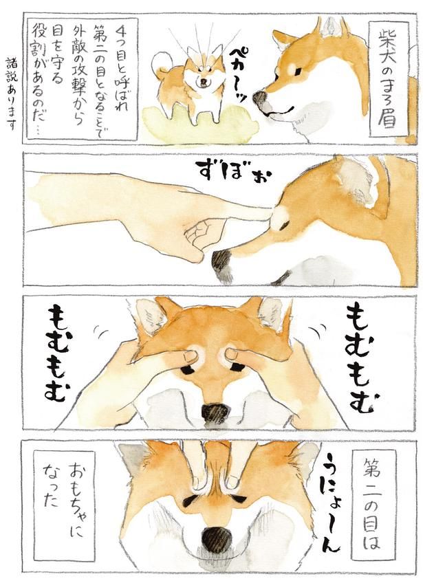 柴犬のまろ眉 (C)犬山スケッチ／KADOKAWA