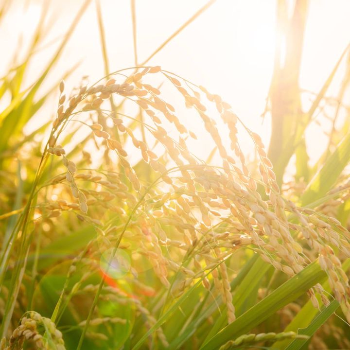 稲と夕日
