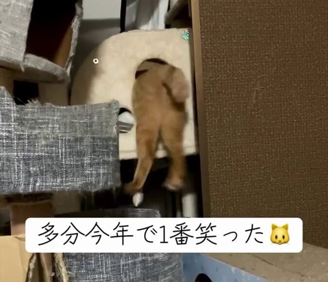 「5匹の猫」さんの公式インスタグラムアカウントより