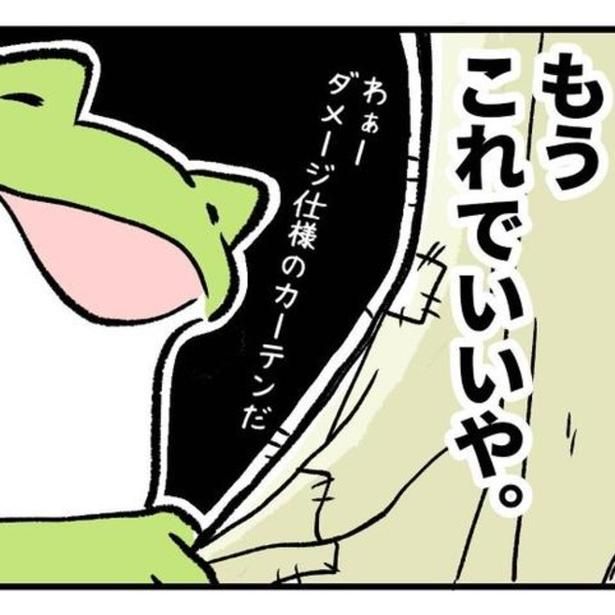 柴犬兄妹の完全なオモチャと化したカーテン。 ユウコトリトリ(@yuko_toritori)