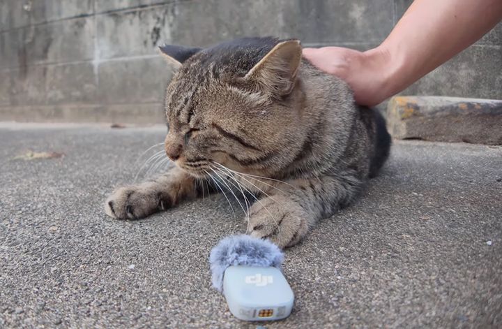 喉の音が電話の呼び出し音な猫