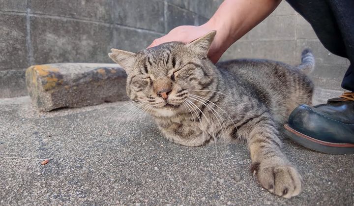ナデナデされる猫