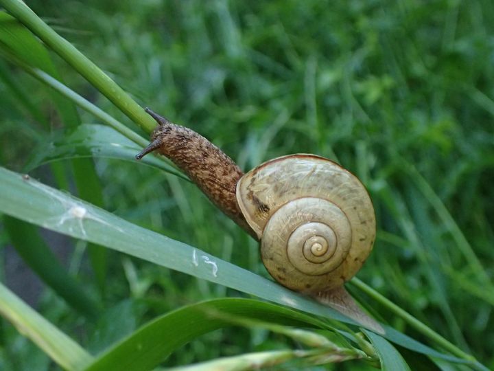 ヒダリマキマイマイです(日本、2023年5月)。