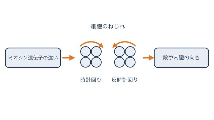 ミオシンの違いが体の向きにつながると研究チームが考えている流れの図です。ごく初期の細胞のねじれが時計回りか反時計回りかで、殻や内臓の向きが決まるとみられています(形は本当の通りではありません)。