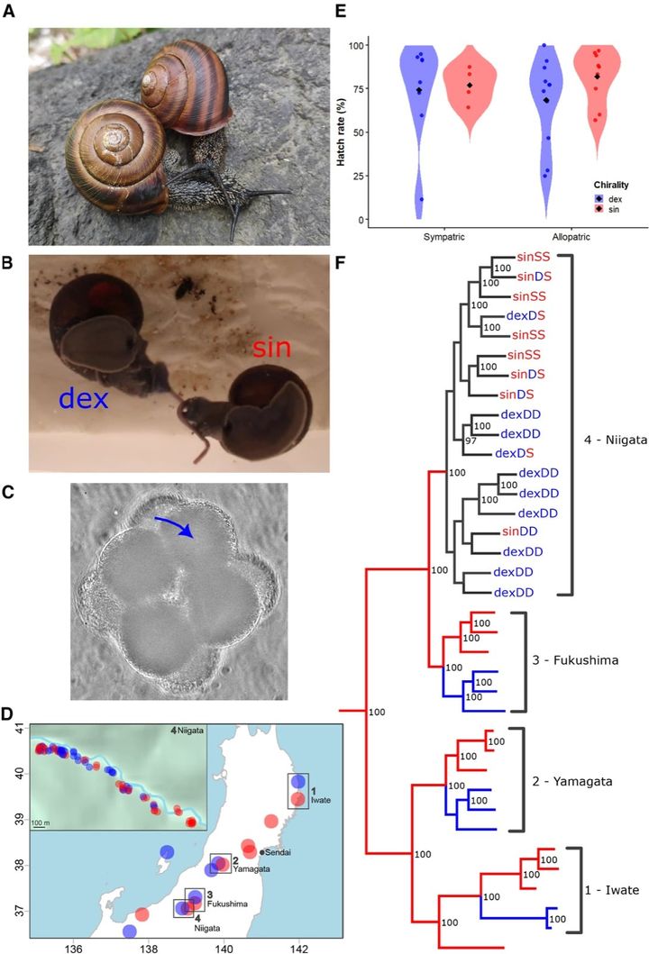 論文の図1で、左巻きと右巻きのカタツムリの間での遺伝子の行き来を表しています。