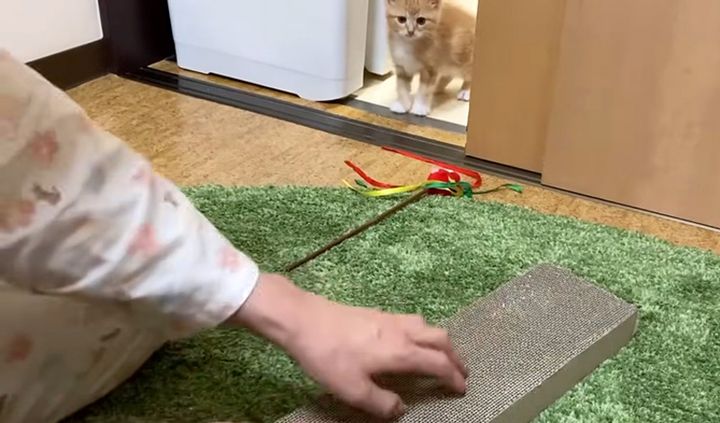飼い主さんの爪とぎを観察する猫