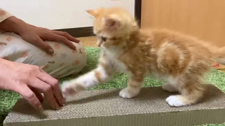 飼い主さんの手と遊ぶ子猫