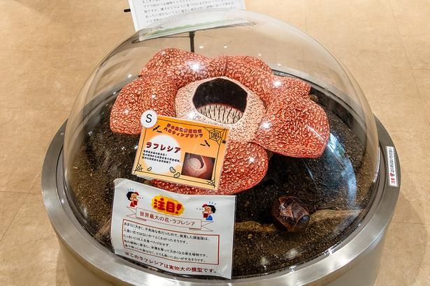 世界最大級の花を咲かせる「ラフレシア」の模型も展示