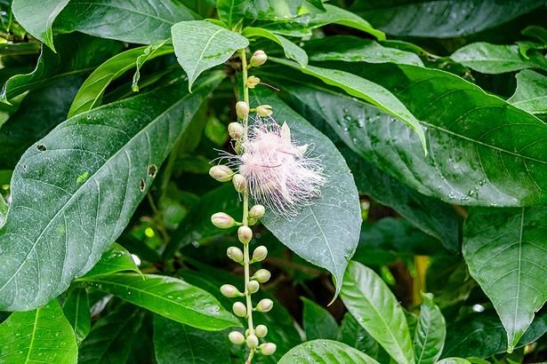 大きく幻想的な花を咲かせる「サガリバナ」