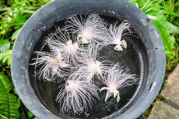 落ちてしまった「サガリバナ」の花は、水を張ったお皿で鑑賞できるように工夫されていた