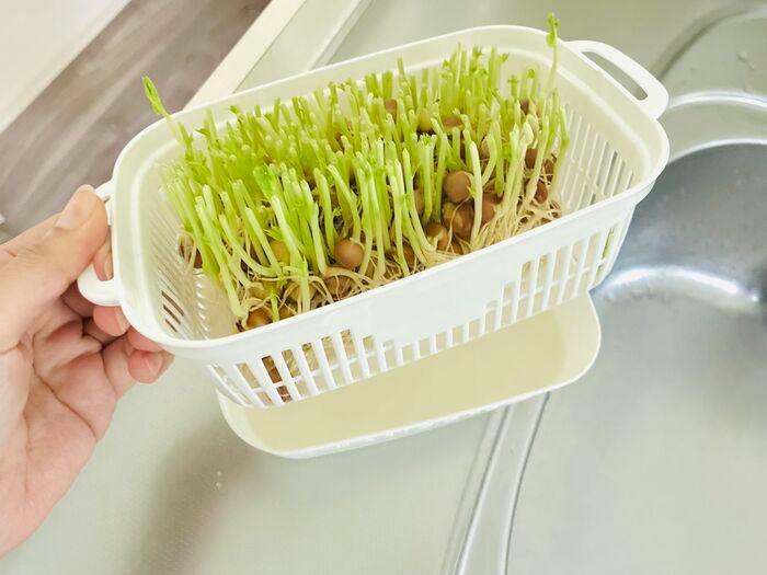【セリア】調理用のザルじゃなかった！豆苗をもう一度楽しめる、110円の節約アイテム♪