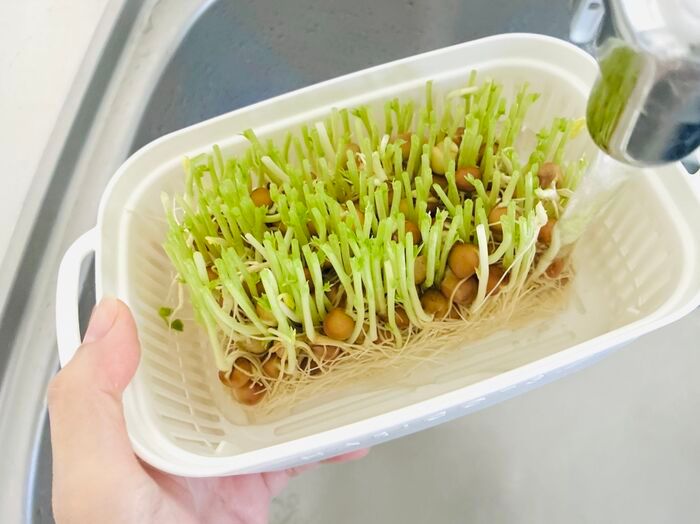 【セリア】調理用のザルじゃなかった！豆苗をもう一度楽しめる、110円の節約アイテム♪
