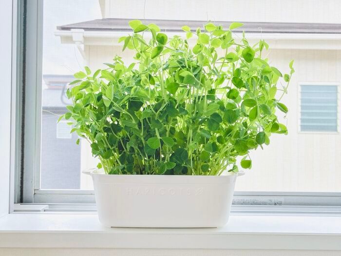【セリア】調理用のザルじゃなかった！豆苗をもう一度楽しめる、110円の節約アイテム♪