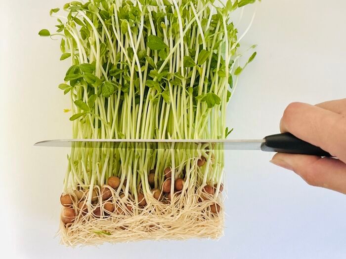 【セリア】調理用のザルじゃなかった！豆苗をもう一度楽しめる、110円の節約アイテム♪