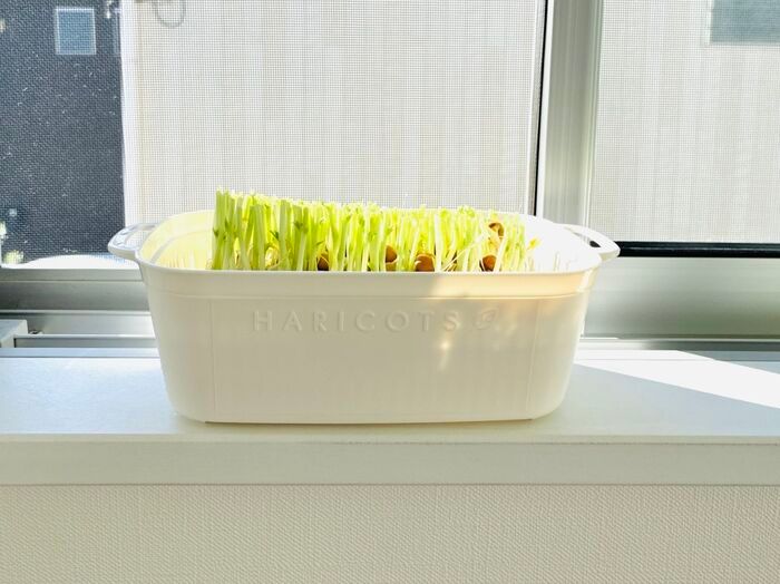 【セリア】調理用のザルじゃなかった！豆苗をもう一度楽しめる、110円の節約アイテム♪