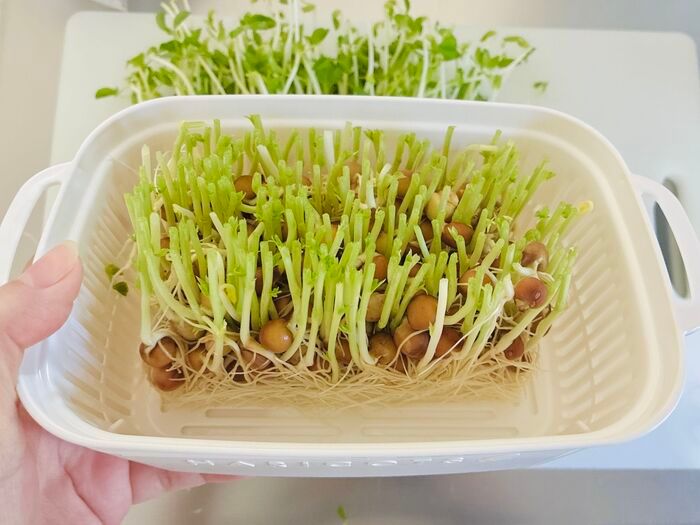 【セリア】調理用のザルじゃなかった！豆苗をもう一度楽しめる、110円の節約アイテム♪