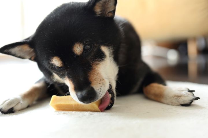 ヒマラヤチーズと愛犬あん