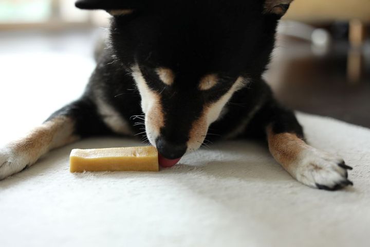 犬とチーズ