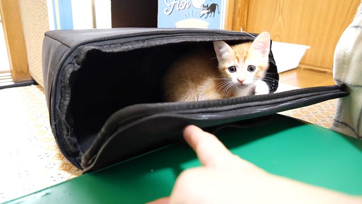 バッグから子猫を誘き出す