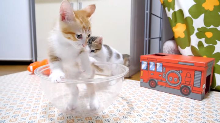 元気に遊ぶ子猫達