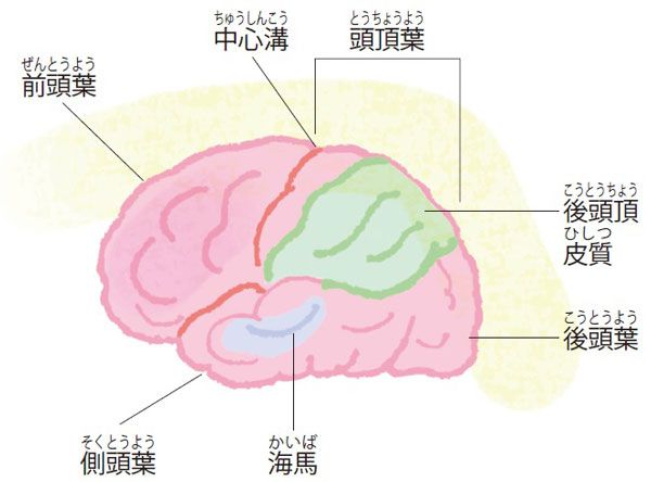 リラックスしているときに脳は記憶を整理する