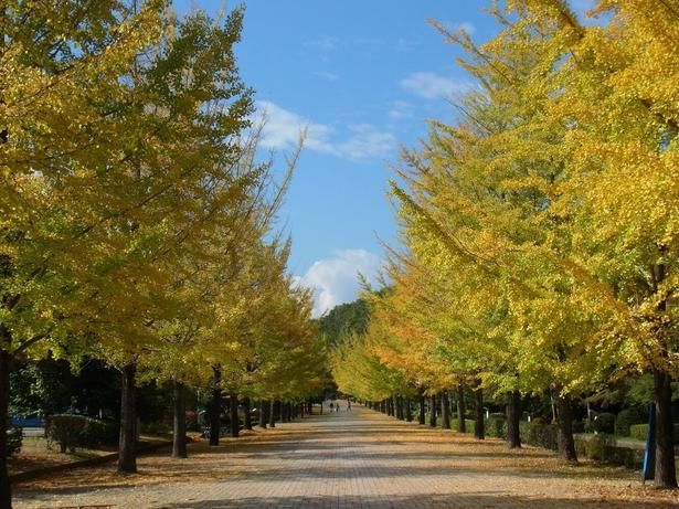 結いまちの道のイチョウ並木/埼玉トヨペット秩父グリーンミューズパークの紅葉 画像提供：埼玉トヨペット秩父グリーンミューズパーク管理事務所