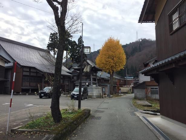集落内にある林西寺の境内にある大イチョウ/白峰集落一帯の紅葉 画像提供：白峰観光協会