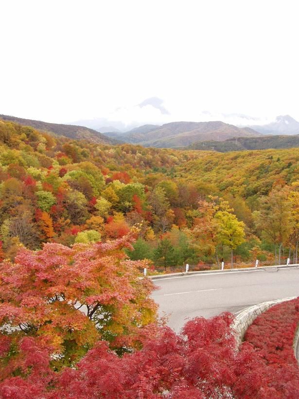 紅葉を間近に臨む横向大橋/磐梯横向温泉の紅葉 画像提供：(一社)猪苗代観光協会