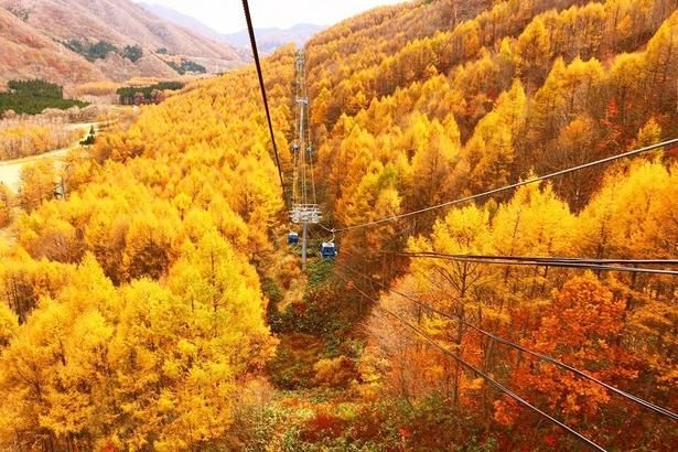 今週末に見頃を迎えそうな紅葉名所を紹介 ※写真は苗場ドラゴンドラの紅葉 画像提供：苗場スキー場