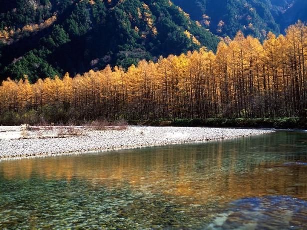 黄金色の木々が水面を鮮やかに彩る/上高地(大正池、河童橋周辺)の紅葉 画像提供：(一社)松本市アルプス山岳郷