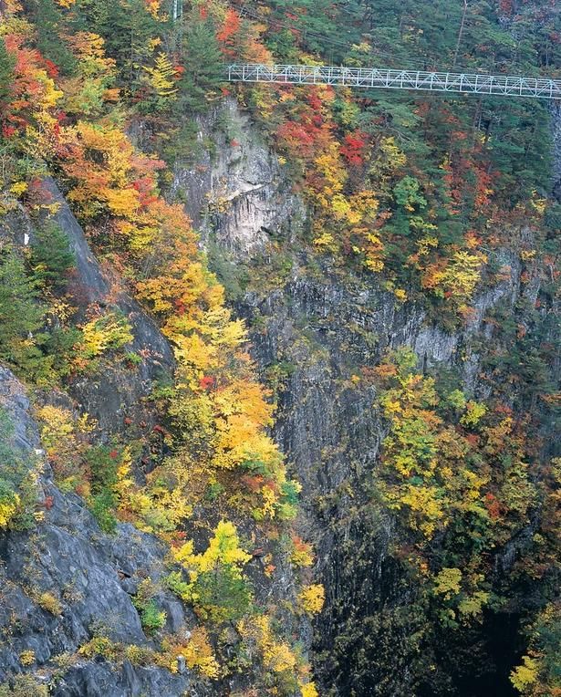 色とりどりの鮮やかな紅葉と「渡らっしゃい吊橋」/瀬戸合峡の紅葉 画像提供：日光市観光協会
