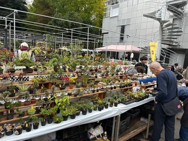 盆栽を始めてみたい人から愛好家まで楽しめる。東京・上野グリーンクラブで「小品盆栽フェア 第34回秋雅展」開催