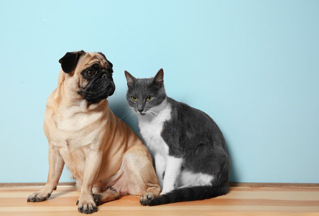 犬と猫