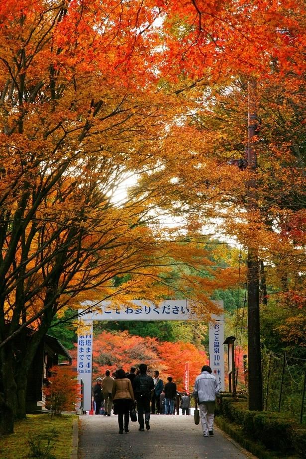見事な紅葉が楽しめる横川地域／比叡山の紅葉 画像提供：比叡山延暦寺