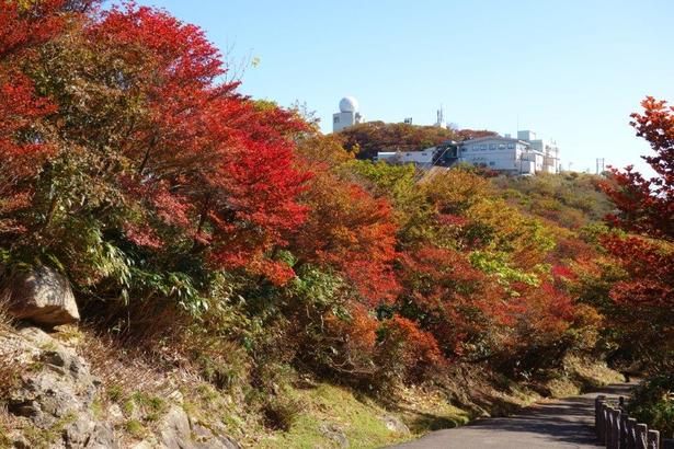 頂上にある見晴台や展望台から紅葉を眺めることができる／御在所岳(山上)の紅葉 画像提供：御在所ロープウエイ