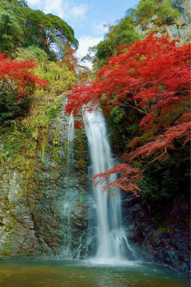 深紅の紅葉と迫力の滝のコントラストが美しい／箕面公園の紅葉 画像提供：箕面市観光協会