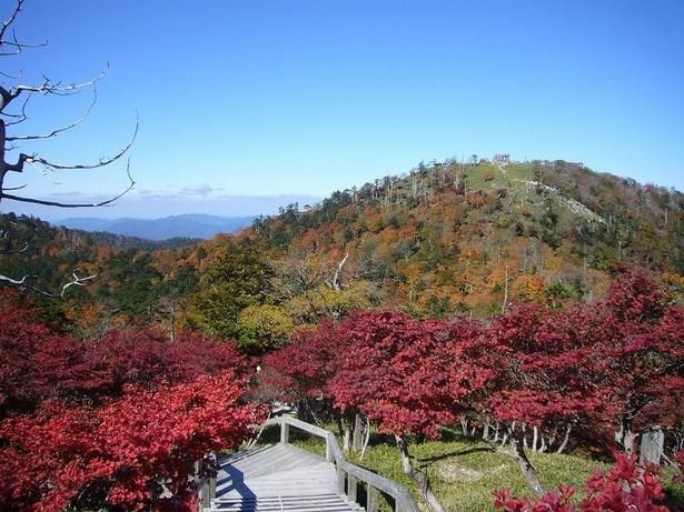 広大な台地がいっきに色づく／大台ヶ原(東大台、西大台)の紅葉 画像提供：上北山村