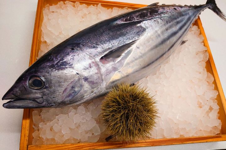 脂がのった旬の「戻りカツオ」