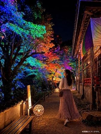 京都・綾部の「法隆寺東光院」で竹あかりとプロジェクションマッピングの融合「光幻の世界」を開催