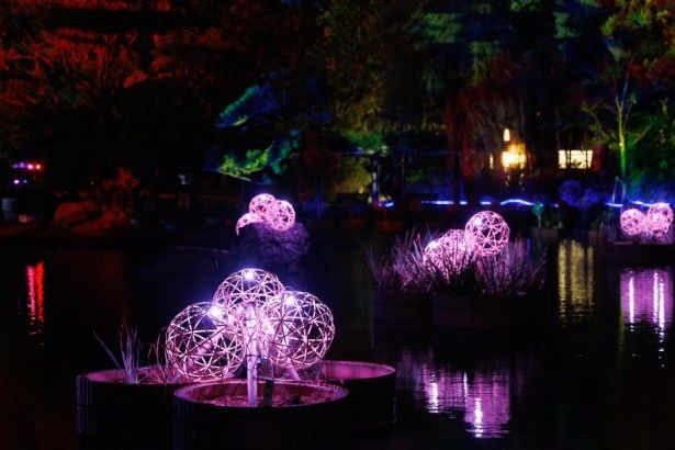 白鳥の池ゾーン(KAZE)のライトアップ 写真＝川崎賢大 