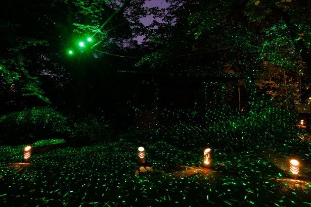 闇夜を舞うホタルの光に包まれながら歩を進めよう 写真＝川崎賢大 