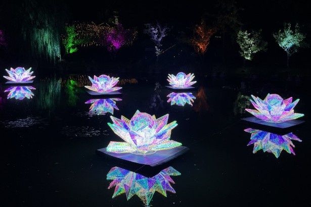 【写真】鏡のような池に映る「逆さ睡蓮」の美しさにうっとり…！