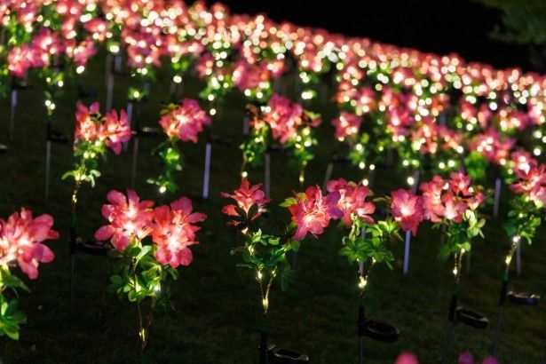 久留米市の花「ツツジ」。ソーラーツツジの花畑が光り輝く！ 写真＝川崎賢大 