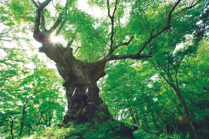 旧軽井沢から旧碓氷峠へ。縁結びの神社と紅葉も美しい茶屋の名物もちを味わって