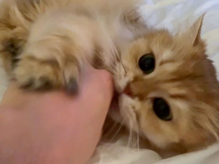 “凶暴な捕食者”と飼い主の幸せなスキンシップ！